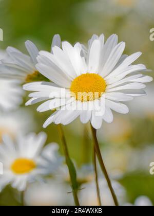 A solitary Oxeye Daisy, (Leucanthemum vulgare), photographed against a mass of other Oxeye `Daisy flowers Stock Photo